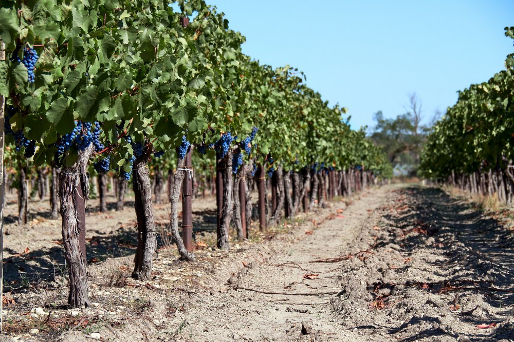 Виноградная лоза