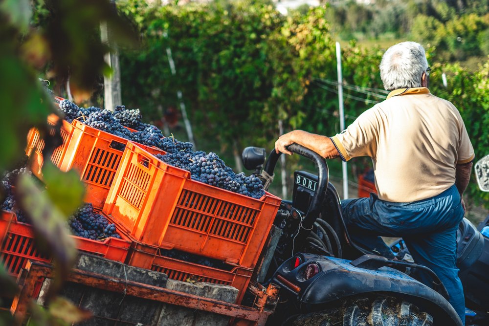 Сбор винограда