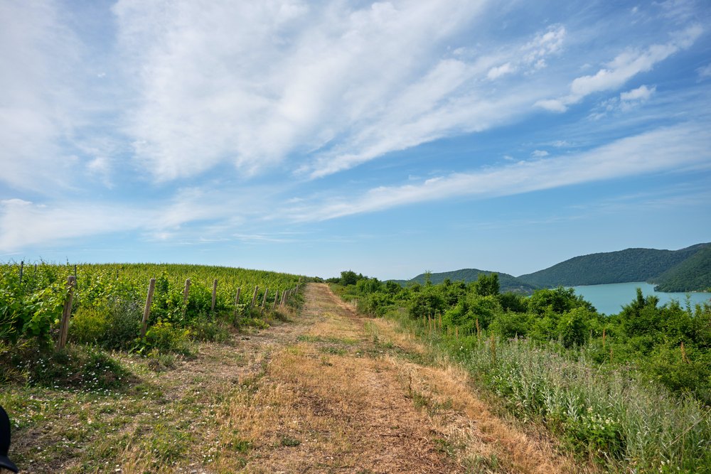 Виноградники России