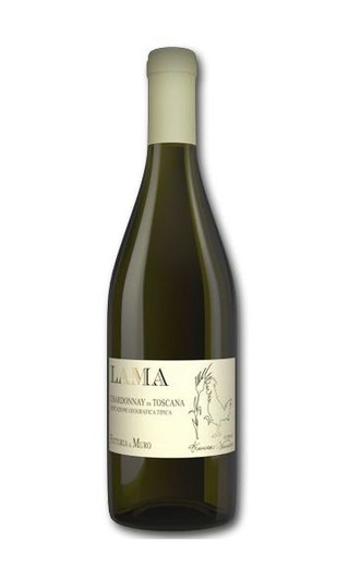 Фаттория Иль Муро Лама Шардоне ди Тоскана 2019 0.75 л фото вино Fattoria il Muro Lama Chardonnay di Toscana 2019 0,75 л